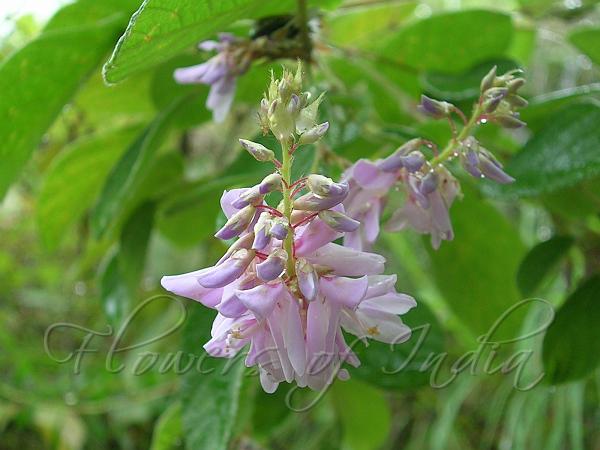 Elegant Desmodium